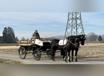 Zwaar warmbloed, Ruin, 3 Jaar, 163 cm, Zwart