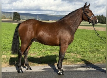 Zwaar warmbloed, Ruin, 3 Jaar, 164 cm, Bruin