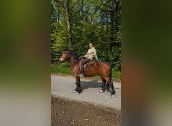 Zwaar warmbloed, Ruin, 3 Jaar, 164 cm, Bruin