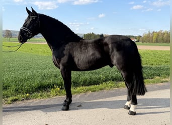 Zwaar warmbloed, Ruin, 3 Jaar, 164 cm, Zwart