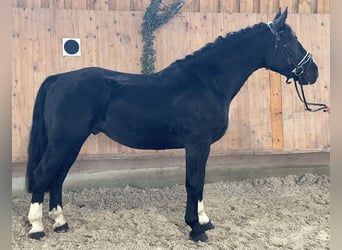 Zwaar warmbloed, Ruin, 3 Jaar, 164 cm, Zwart