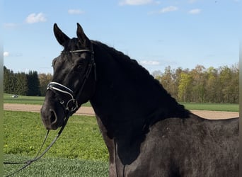 Zwaar warmbloed, Ruin, 3 Jaar, 164 cm, Zwart