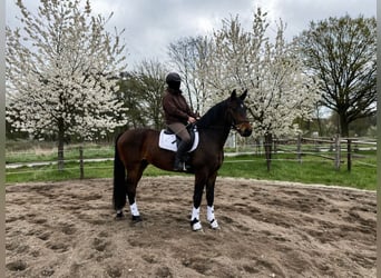Zwaar warmbloed, Ruin, 3 Jaar, 165 cm, Bruin
