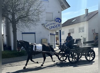 Zwaar warmbloed, Ruin, 3 Jaar, 165 cm, Donkerbruin