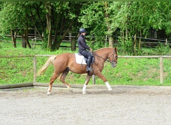 Zwaar warmbloed, Ruin, 3 Jaar, 165 cm, Vos