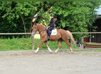 Zwaar warmbloed, Ruin, 3 Jaar, 165 cm, Vos