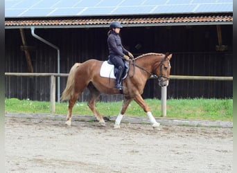 Zwaar warmbloed, Ruin, 3 Jaar, 165 cm, Vos