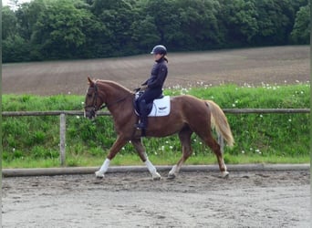 Zwaar warmbloed, Ruin, 3 Jaar, 165 cm, Vos