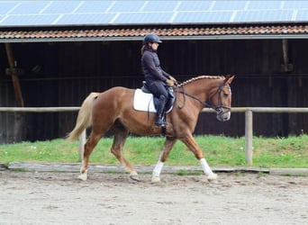 Zwaar warmbloed, Ruin, 3 Jaar, 165 cm, Vos