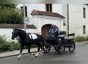 Zwaar warmbloed, Ruin, 3 Jaar, 165 cm, Zwart
