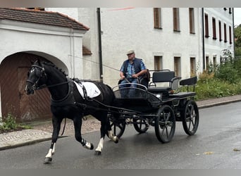 Zwaar warmbloed, Ruin, 3 Jaar, 165 cm, Zwart