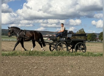 Zwaar warmbloed, Ruin, 3 Jaar, 166 cm, Donkerbruin