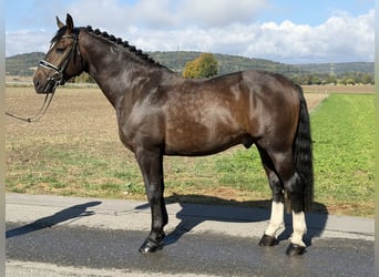 Zwaar warmbloed, Ruin, 3 Jaar, 166 cm, Donkerbruin