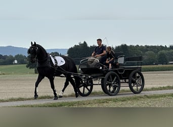 Zwaar warmbloed, Ruin, 3 Jaar, 166 cm, Donkerbruin