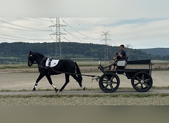 Zwaar warmbloed, Ruin, 3 Jaar, 166 cm, Donkerbruin