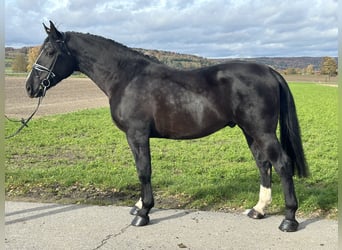 Zwaar warmbloed, Ruin, 3 Jaar, 166 cm, Zwart
