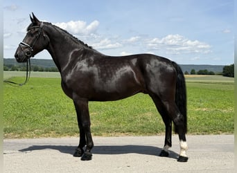 Zwaar warmbloed, Ruin, 3 Jaar, 166 cm, Zwart
