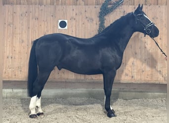 Zwaar warmbloed, Ruin, 3 Jaar, 166 cm, Zwart