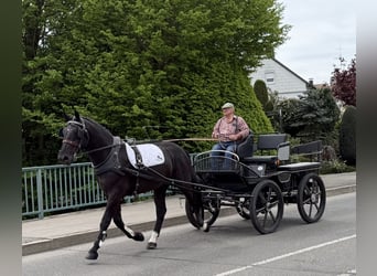 Zwaar warmbloed, Ruin, 3 Jaar, 166 cm, Zwart