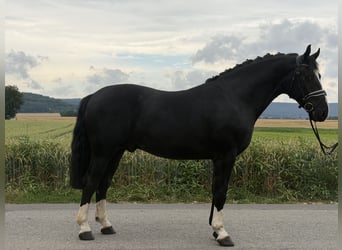 Zwaar warmbloed, Ruin, 3 Jaar, 166 cm, Zwart