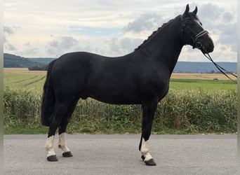 Zwaar warmbloed, Ruin, 3 Jaar, 166 cm, Zwart