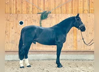 Zwaar warmbloed, Ruin, 3 Jaar, 166 cm, Zwart