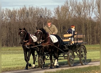 Zwaar warmbloed, Ruin, 3 Jaar, 166 cm, Zwart
