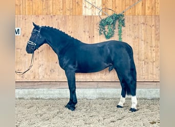 Zwaar warmbloed, Ruin, 3 Jaar, 166 cm, Zwart