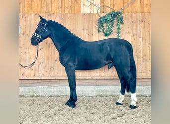 Zwaar warmbloed, Ruin, 3 Jaar, 166 cm, Zwart