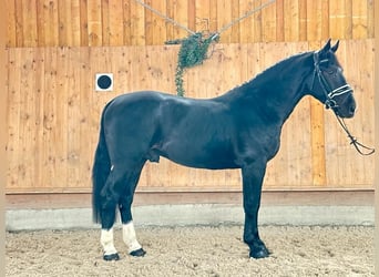 Zwaar warmbloed, Ruin, 3 Jaar, 166 cm, Zwart