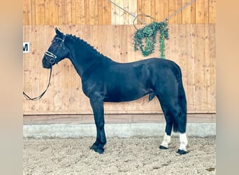 Zwaar warmbloed, Ruin, 3 Jaar, 166 cm, Zwart