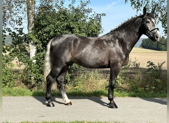 Zwaar warmbloed, Ruin, 3 Jaar, 166 cm, Zwartschimmel