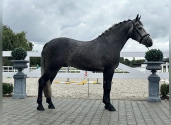 Zwaar warmbloed, Ruin, 3 Jaar, 167 cm, Appelschimmel