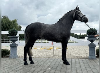 Zwaar warmbloed, Ruin, 3 Jaar, 167 cm, Appelschimmel