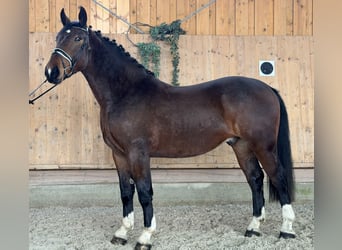 Zwaar warmbloed, Ruin, 3 Jaar, 167 cm, Bruin