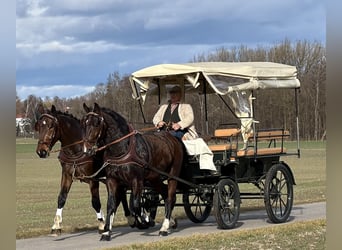 Zwaar warmbloed, Ruin, 3 Jaar, 167 cm, Bruin