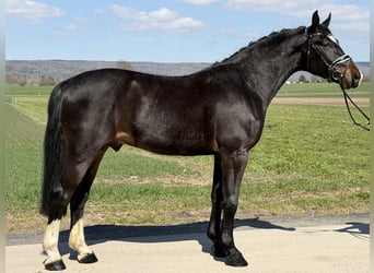 Zwaar warmbloed, Ruin, 3 Jaar, 167 cm, Donkerbruin