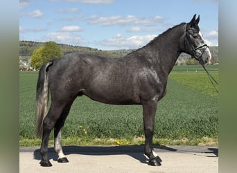 Zwaar warmbloed, Ruin, 3 Jaar, 167 cm, Schimmel