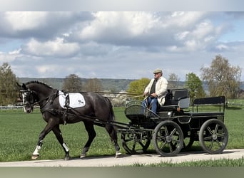 Zwaar warmbloed, Ruin, 3 Jaar, 167 cm, Schimmel
