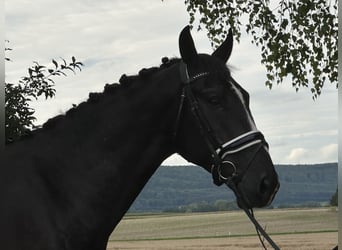 Zwaar warmbloed, Ruin, 3 Jaar, 167 cm, Zwart