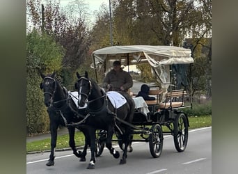 Zwaar warmbloed, Ruin, 3 Jaar, 167 cm, Zwart