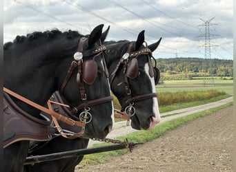 Zwaar warmbloed, Ruin, 3 Jaar, 167 cm, Zwart