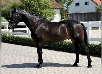 Zwaar warmbloed, Ruin, 3 Jaar, 168 cm, Donkerbruin