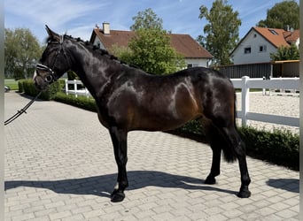 Zwaar warmbloed, Ruin, 3 Jaar, 168 cm, Donkerbruin