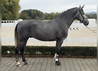 Zwaar warmbloed, Ruin, 3 Jaar, 168 cm, Schimmel