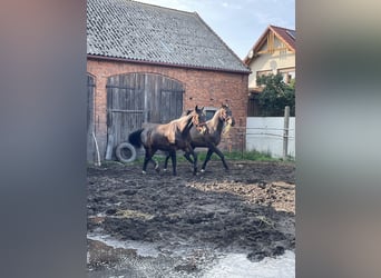 Zwaar warmbloed, Ruin, 3 Jaar, 170 cm, Bruin