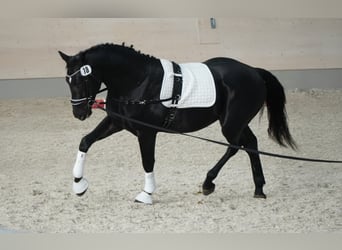 Zwaar warmbloed, Ruin, 3 Jaar, 170 cm, Zwart