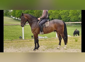 Zwaar warmbloed, Ruin, 3 Jaar, Bruin