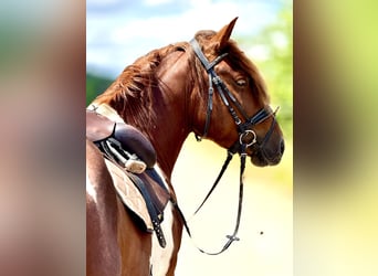 Zwaar warmbloed, Ruin, 4 Jaar, 155 cm, Gevlekt-paard