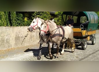 Zwaar warmbloed, Ruin, 4 Jaar, 157 cm, Schimmel